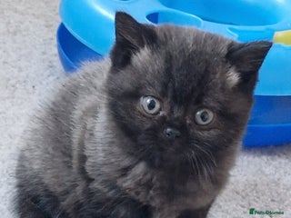 British Shorthair cats British Shorthair Kittens - Advert 18