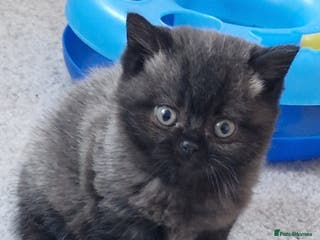 British Shorthair cats British Shorthair Kittens - Advert 8