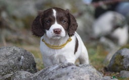 English Springer Spaniel dogs for sale: English springer spaniels  - Image 19