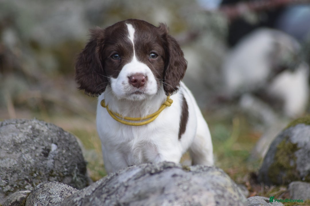 English Springer Spaniel dogs for sale: English springer spaniels  - Image 19