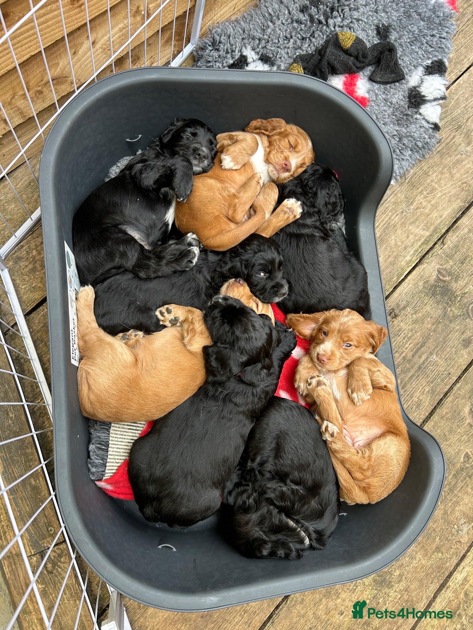 Sprocker dogs Sprocker Spaniel Puppies For Sale - Advert 16