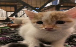 British Shorthair cats for sale: 3 beautiful British Shorthair Kittens  - Image 15