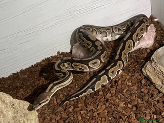 Python Snake reptiles for sale - Advert 1
