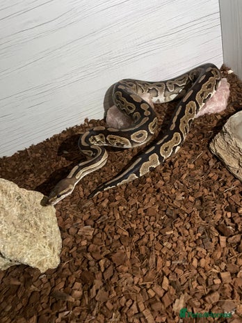 Python Snake reptiles - Advert 1