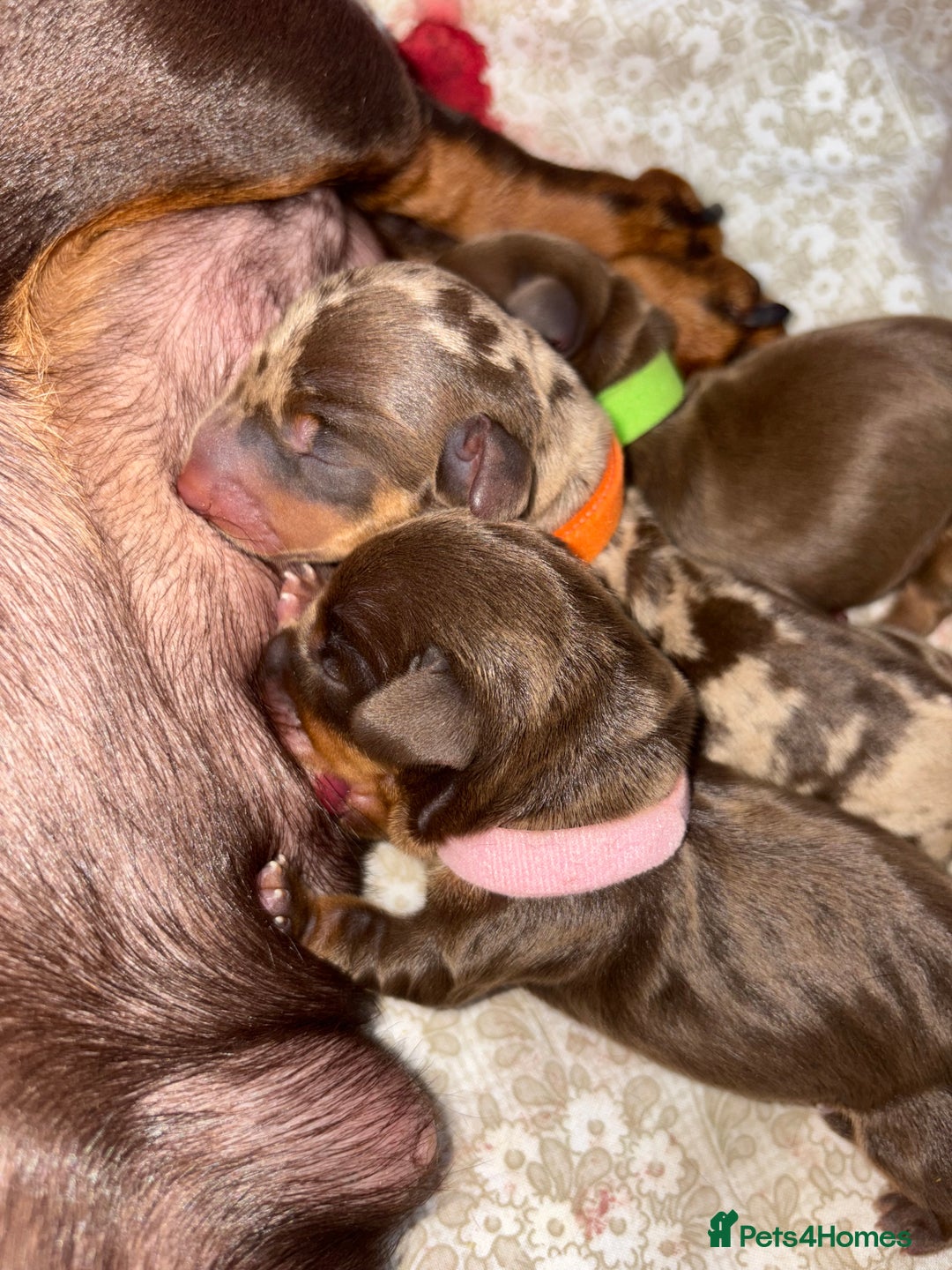 Miniature Dachshund dogs for sale: Miniature dachshund pups for sale 2 boys 1 girl  - Image 13