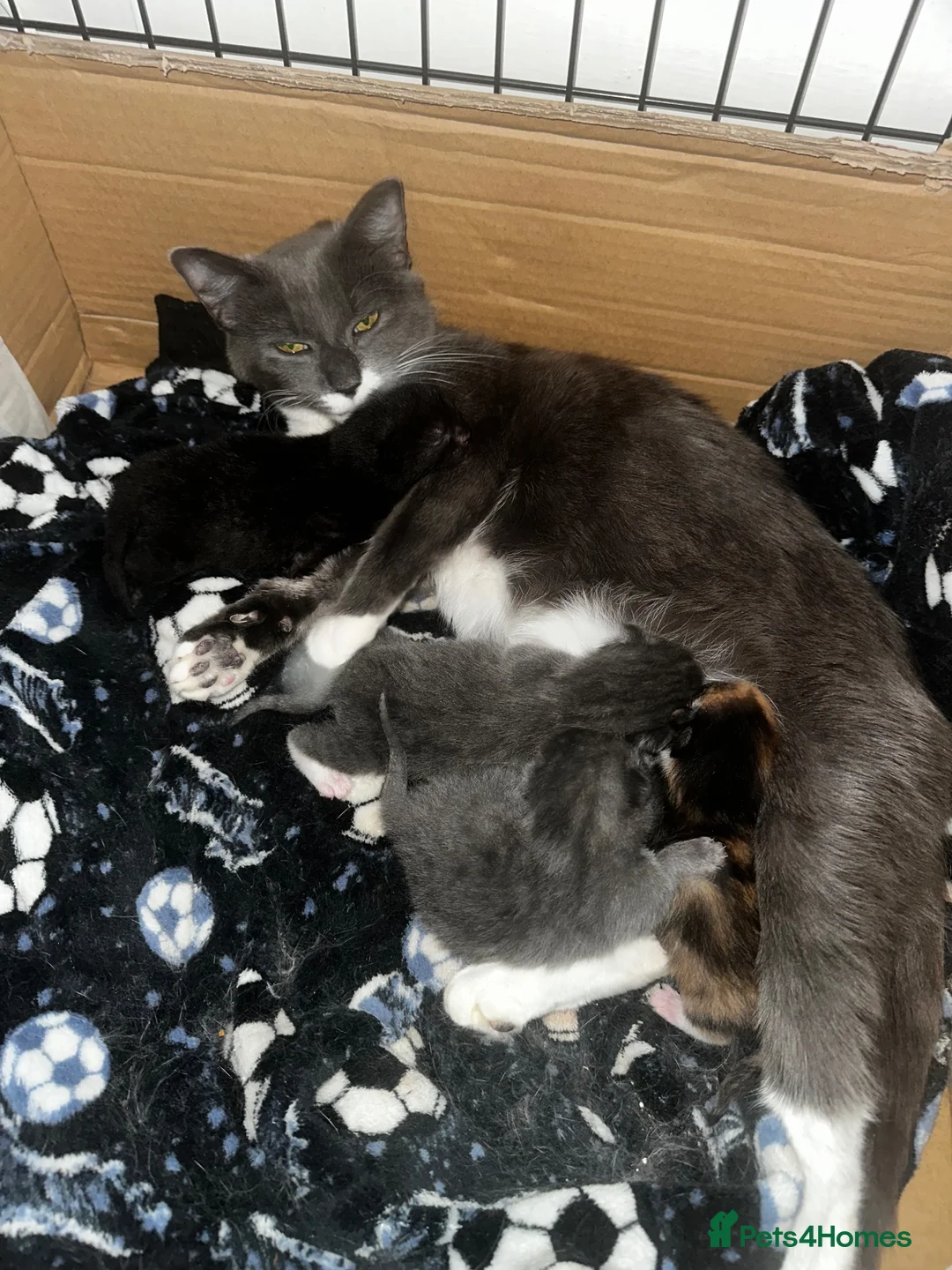 Mixed Breed cats for sale: 4 beautiful kittens  - Advert 2