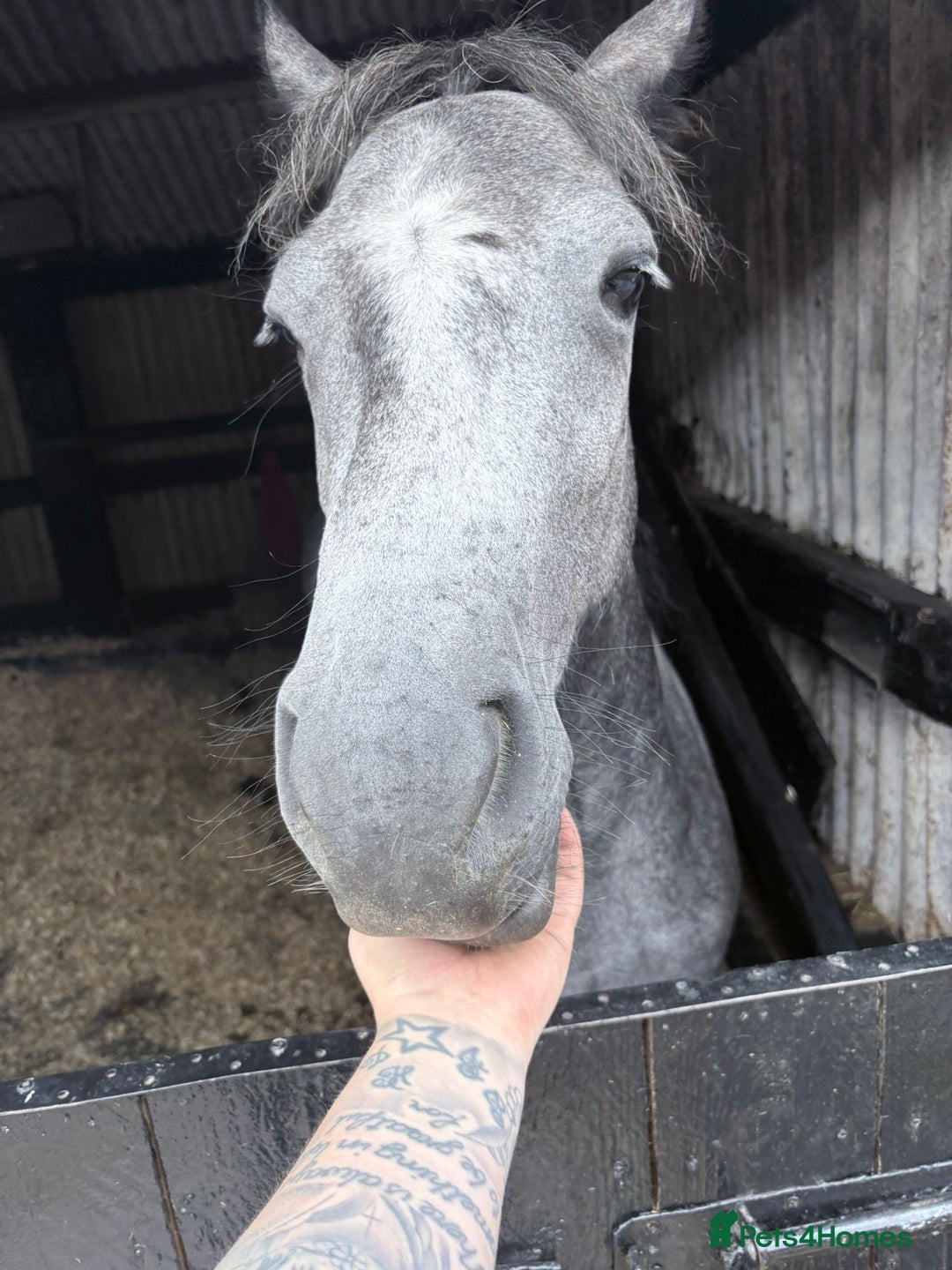 Connemara horses for sale: 3YO Class 1 Connemara Mare Looking For 5* Home - Advert 7