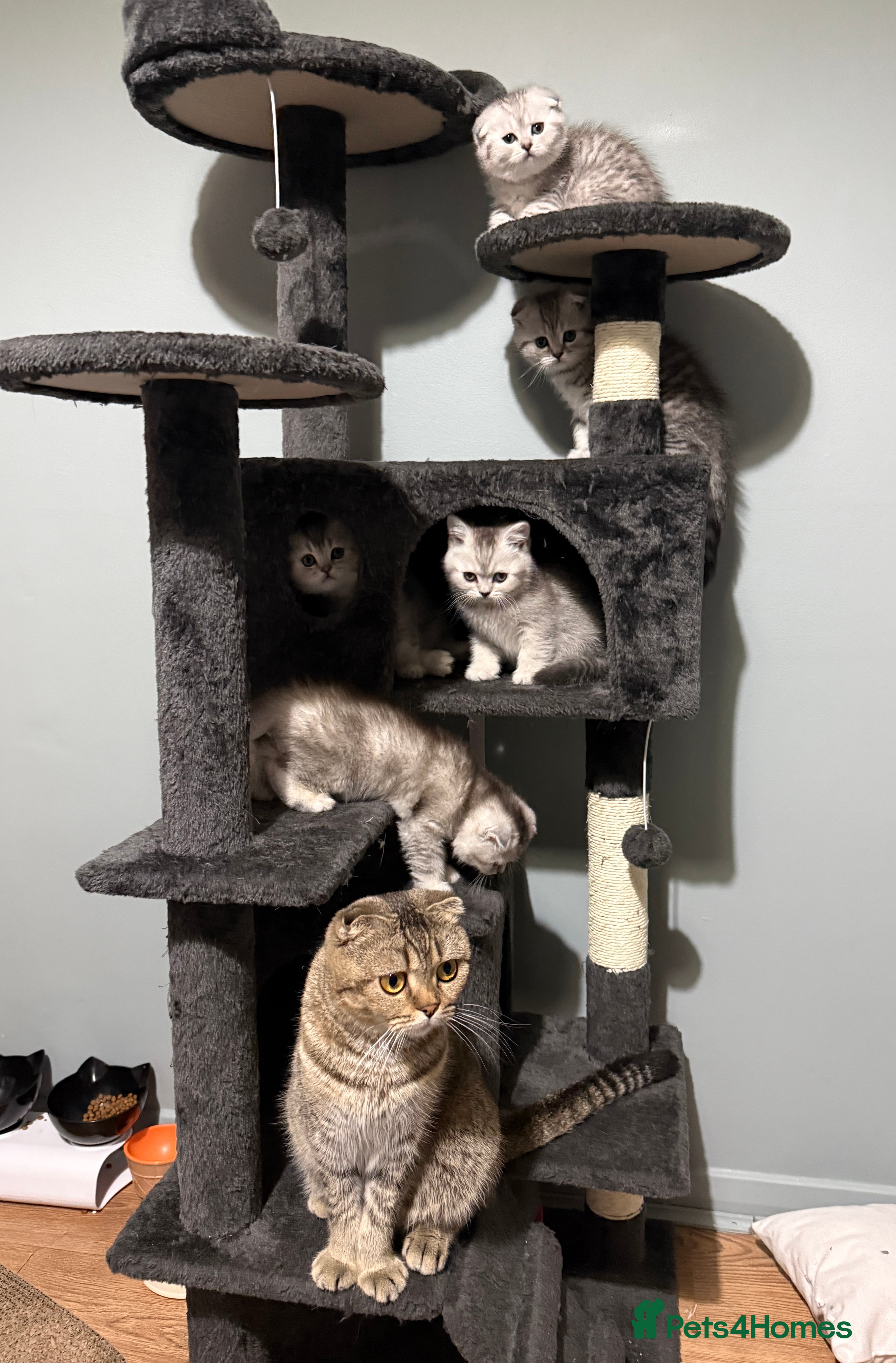 Scottish Fold cats Adorable Scottish Fold Kittens  🐾 - Advert 2