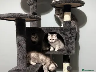 Scottish Fold cats Adorable Scottish Fold Kittens 🐾 - Advert 1