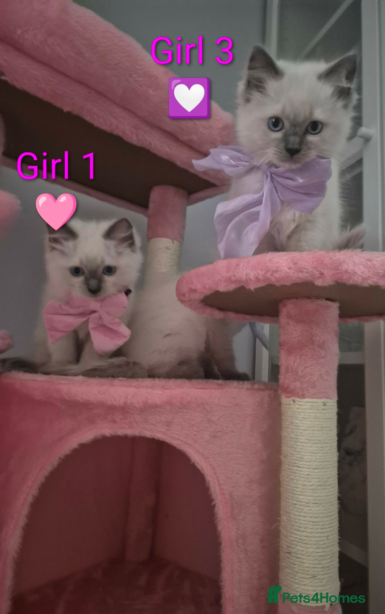 Ragdoll cats for sale: 😻Ragdoll Kittens Girls😻 - Advert 1