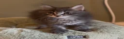 Maine Coon cats for sale: Beautiful pedigree Maine Coon kittens READY NOW - Advert 32