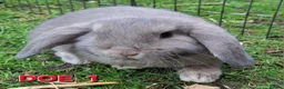 Mini Lop rabbits for sale: Mini Lop Rabbits **Ready to leave 12th May** - Advert 1