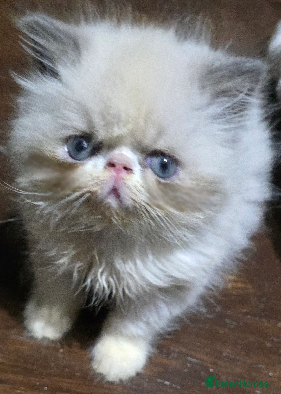 Persian cats for stud: GCCF REGISTERED PERSIAN STUD CHAMPION LINES PROVEN in London - Advert 6