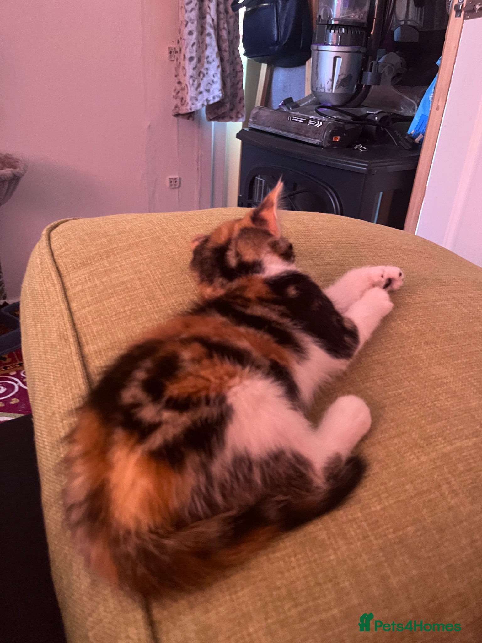 Mixed Breed cats for sale: Kittens  - Advert 2