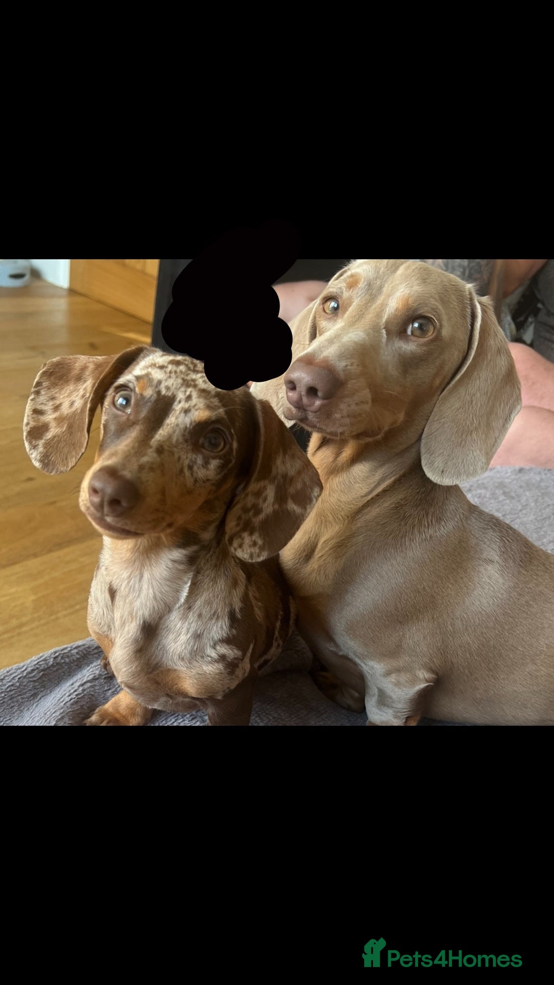 Miniature Dachshund dogs for sale: Miniature Dachshund Puppies - Image 5