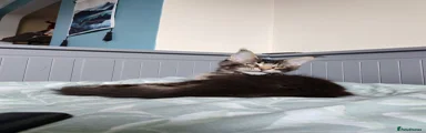 Leo Alexander TitaniumCat