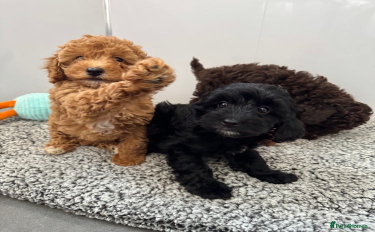 Cockapoo dogs - Advert 6