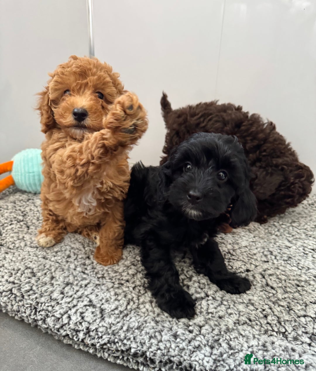 Cockapoo dogs for sale: Cockapoo puppies  - Image 5