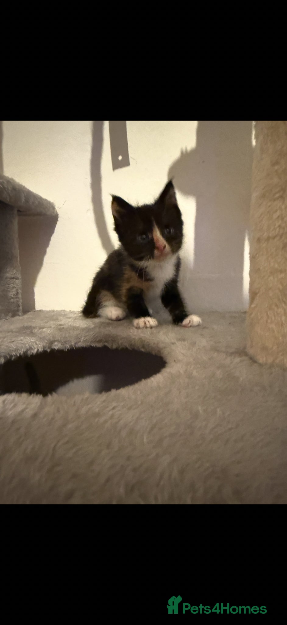 Mixed Breed cats for sale: Mix breed kittens - Advert 3