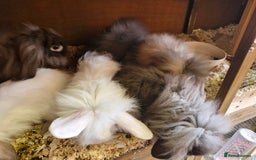 Lionhead rabbits for sale: 6 baby bunnies looking for loving homes  - Image 3