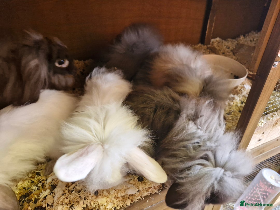 Lionhead rabbits for sale: 6 baby bunnies looking for loving homes  - Image 3