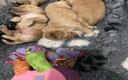 Cocker Spaniel dogs for sale: KC Registered Quality Show Type Cocker Puppies   - Image 4