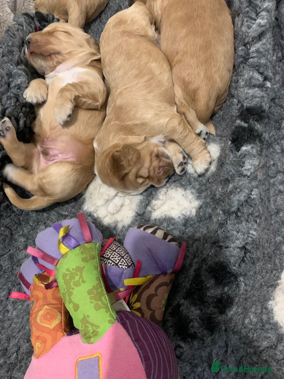 Cocker Spaniel dogs for sale: KC Registered Quality Show Type Cocker Puppies   - Image 4