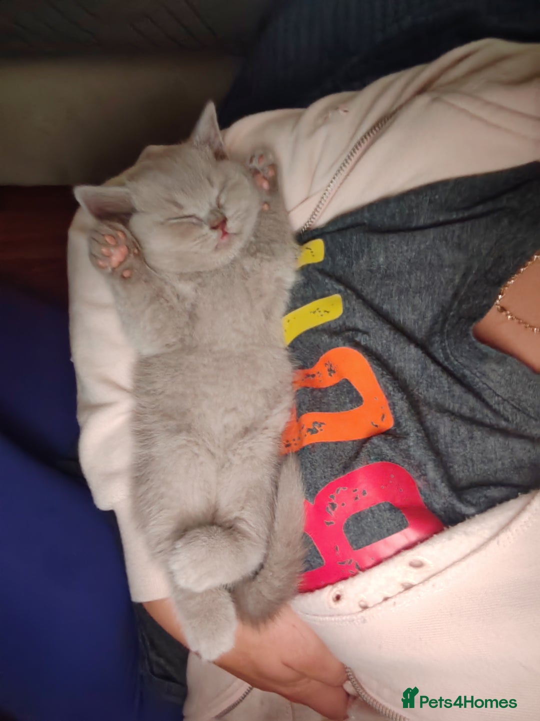 British Shorthair cats for sale: British short hair  - Image 11