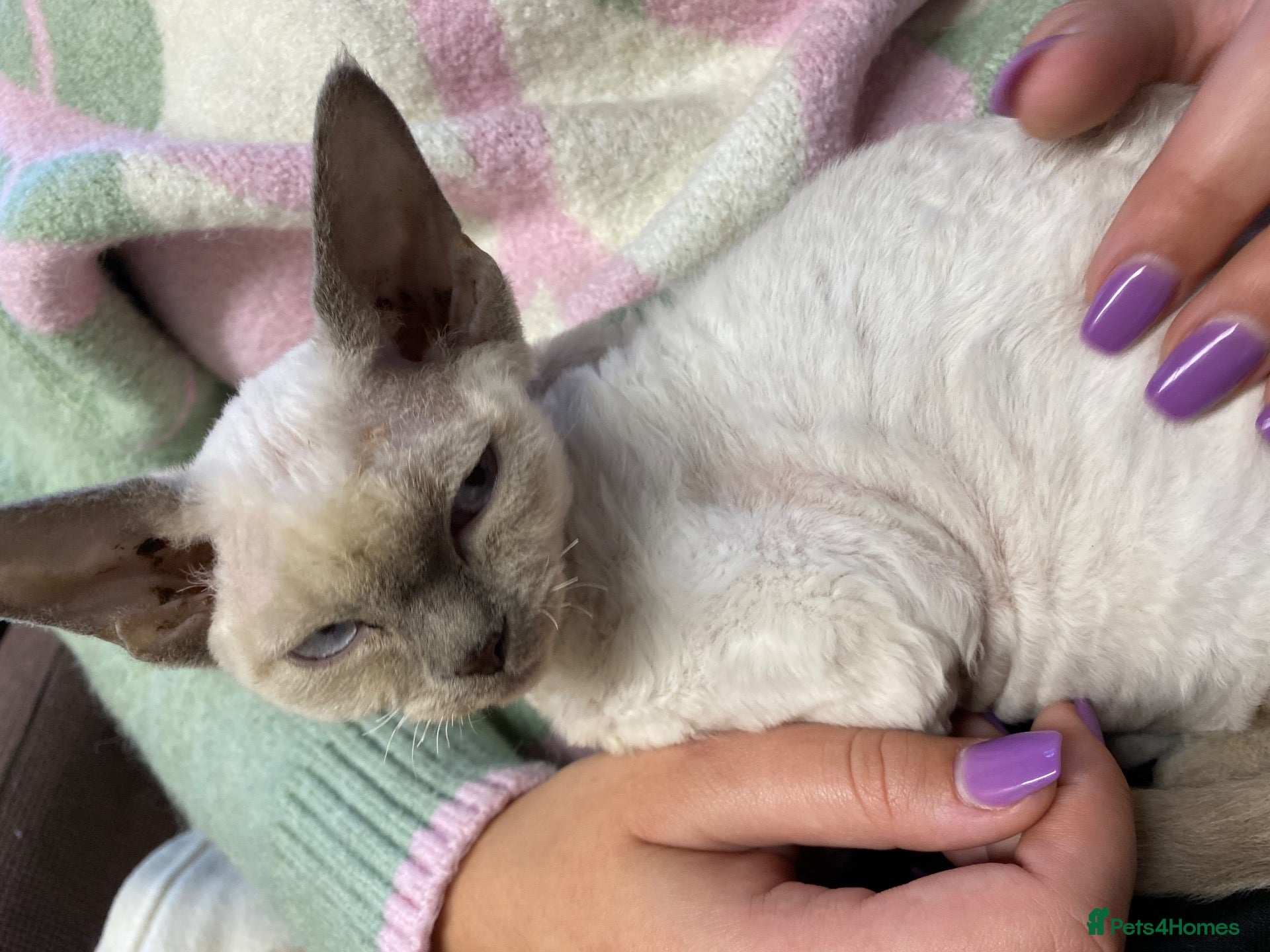Devon Rex cats Kittens ready for sale  - Advert 1