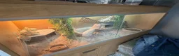 Bearded Dragon reptiles for sale: Bearded dragon  - Advert 4