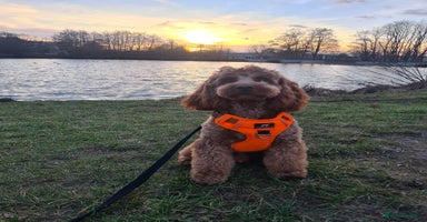 Cockapoo dogs in Bromley - Advert 11