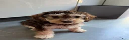 Cockapoo dogs for sale: Cockapoo experience from birth to home 12.5.26 🥰 - Advert 5