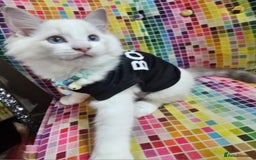 Ragdoll cats for sale: Ragdollkittens health tested gccf/tica parents  - Image 18