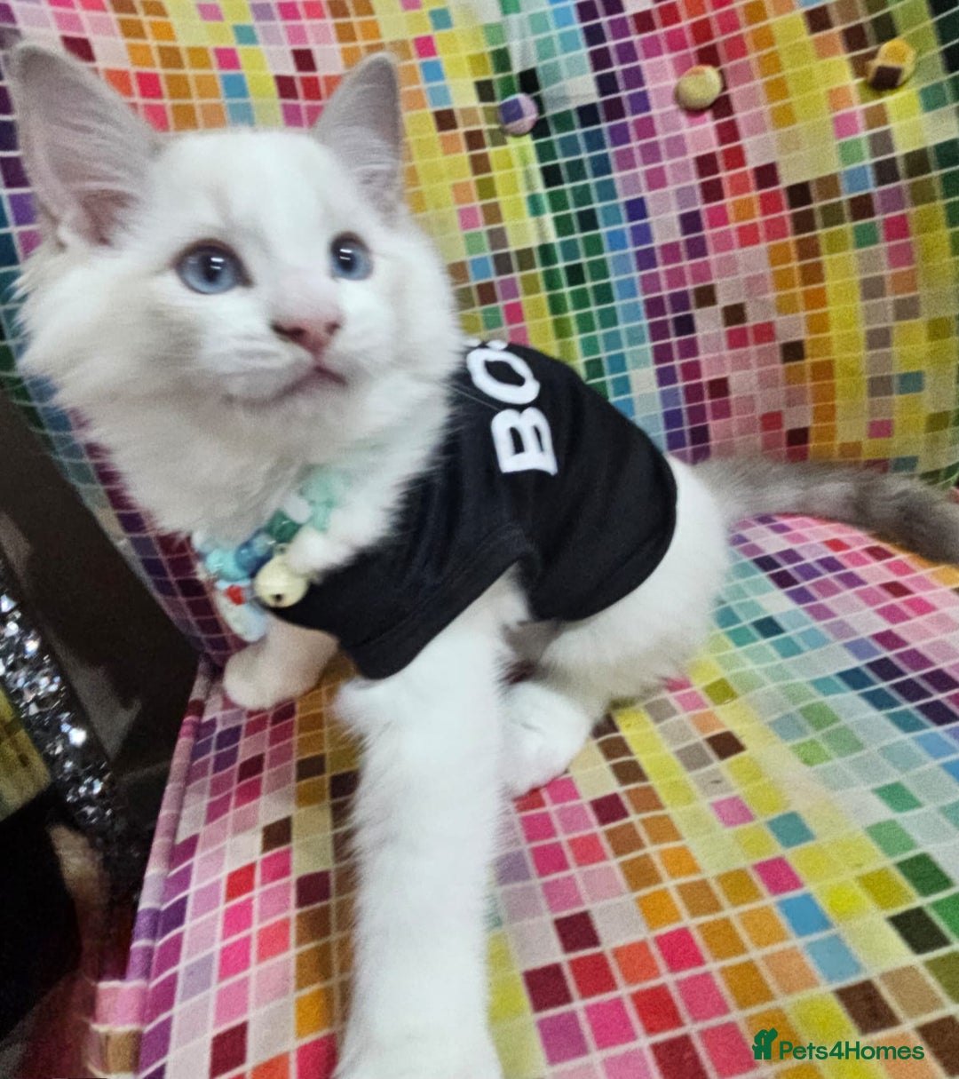 Ragdoll cats for sale: Ragdollkittens health tested gccf/tica parents  - Image 18