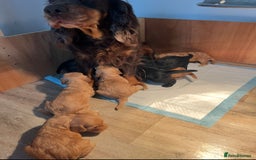 Cockapoo dogs for sale: 8 gorgeous Cockapoos  - Image 6