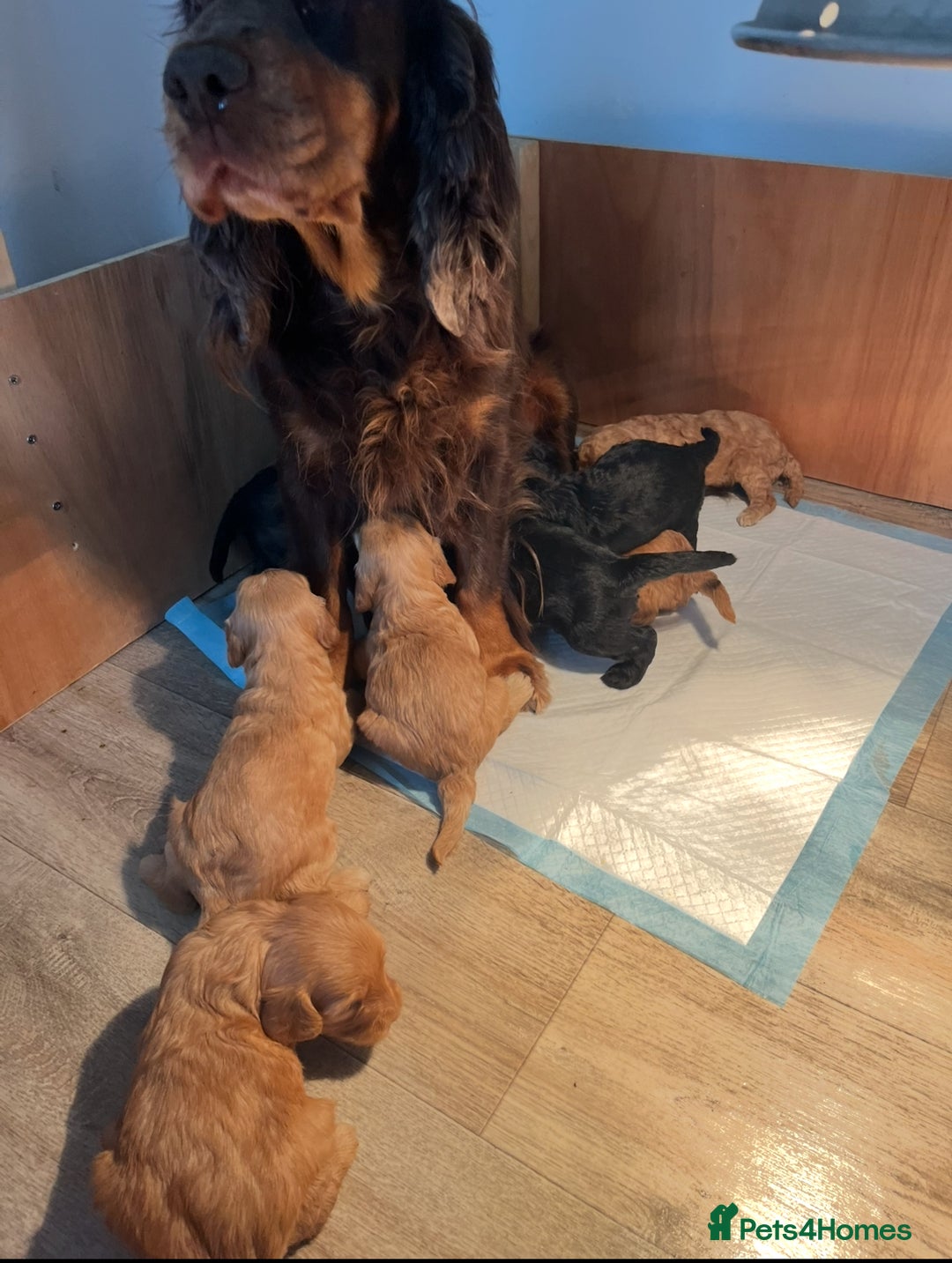 Cockapoo dogs for sale: 8 gorgeous Cockapoos  - Image 6