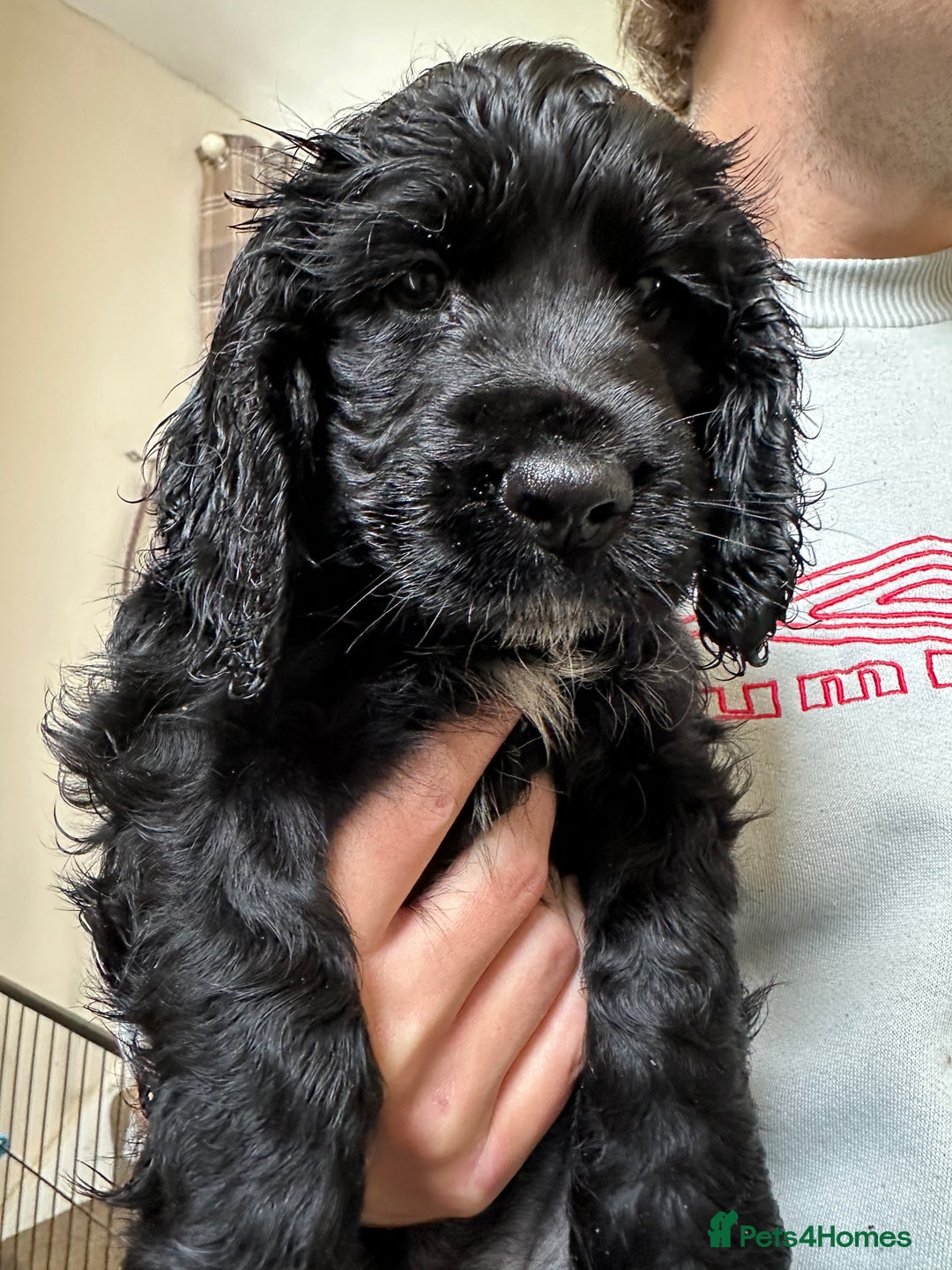 Cocker Spaniel dogs for sale: Cocker Spaniel ready for his new home - Image 2