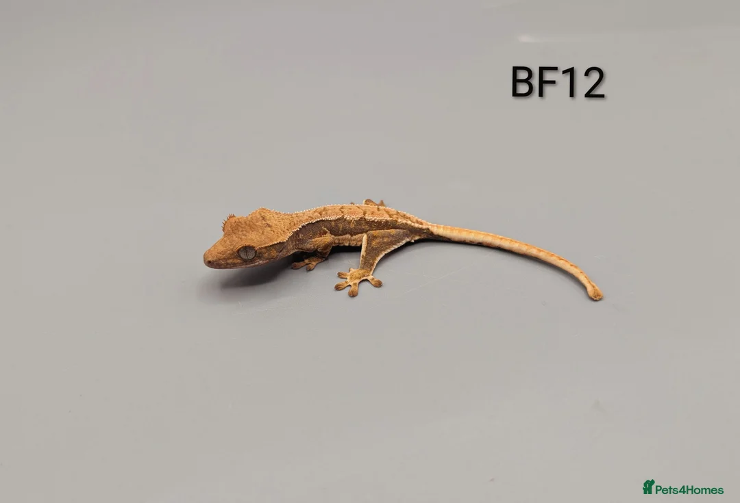 Gecko reptiles for sale: Red Lily White Crested Gecko CB25  - Advert 2