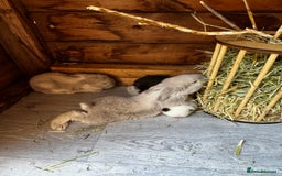 French Lop rabbits for sale: 🩵Stunning litter pure bred blue eye French lops🩵 - Image 15
