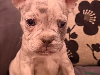 Mixed Breed dogs Ready To Go French Bulldog X Pocket Bully Puppy’s - Advert 3