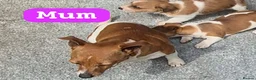 Jackshund dogs for sale: Jack russles X Dachund  in Wigan - Advert 5