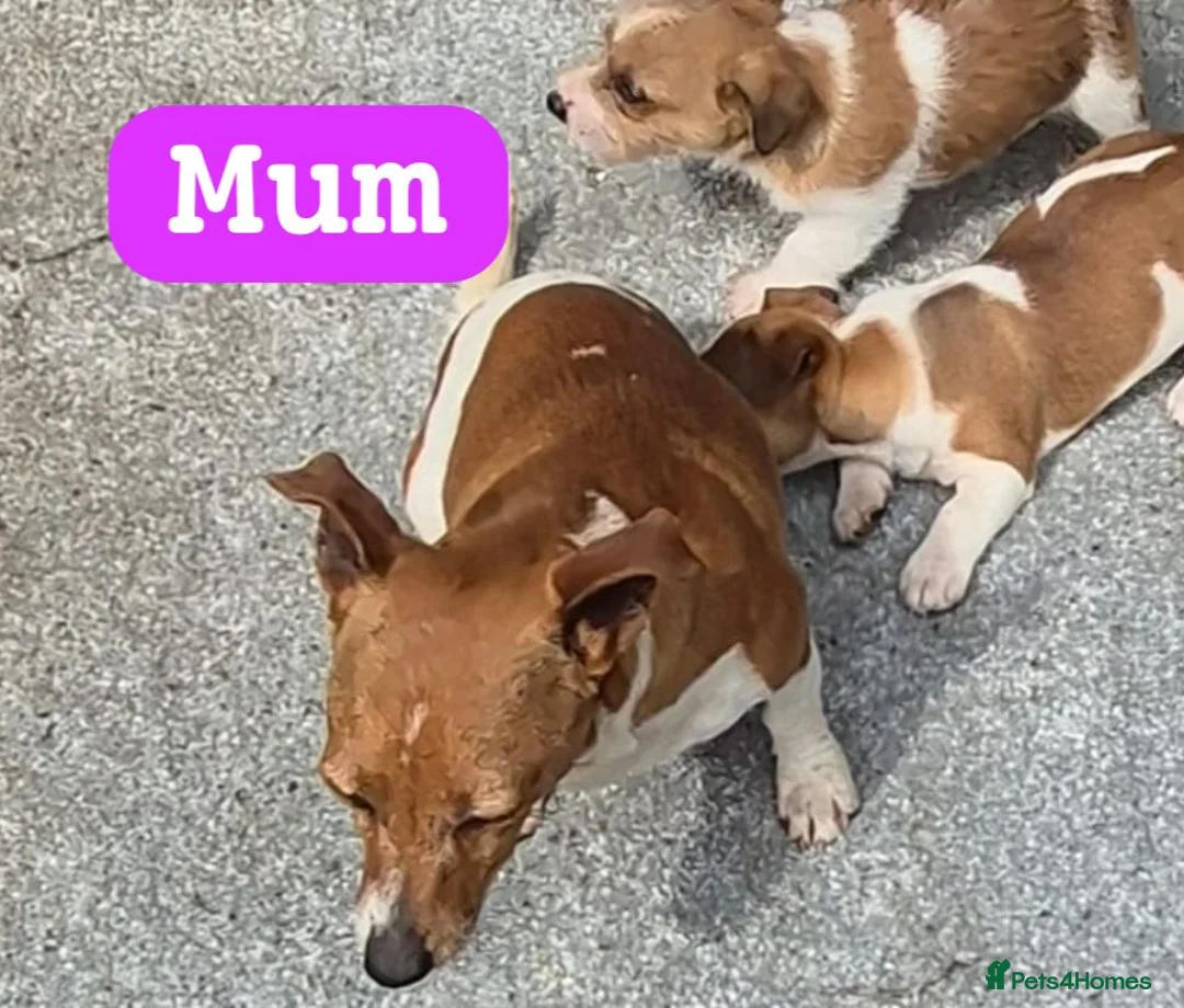 Jackshund dogs for sale: Jack russles X Dachund  in Wigan - Advert 5