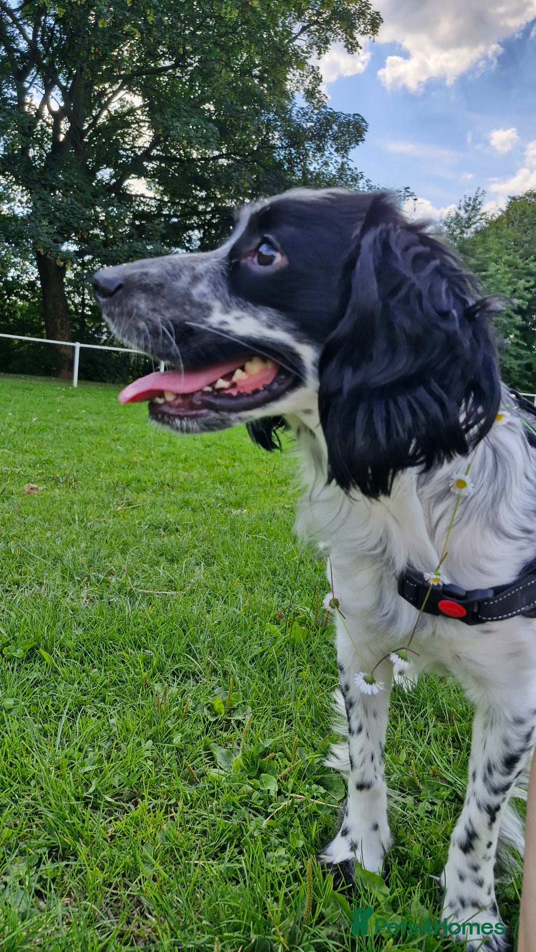 Sprocker dogs for stud: Sprocker for stud  in Leeds - Advert 2
