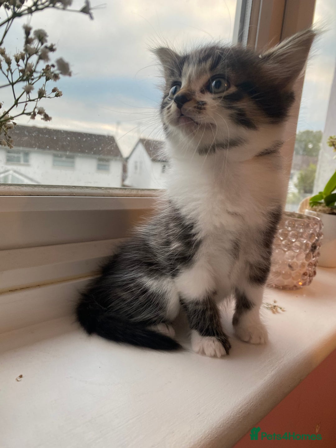 Mixed Breed cats for sale: Fluffy adorable mixed tabby! - Image 4