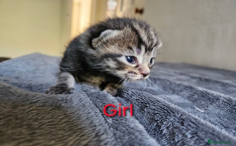 Maine Coon cats - Advert 11