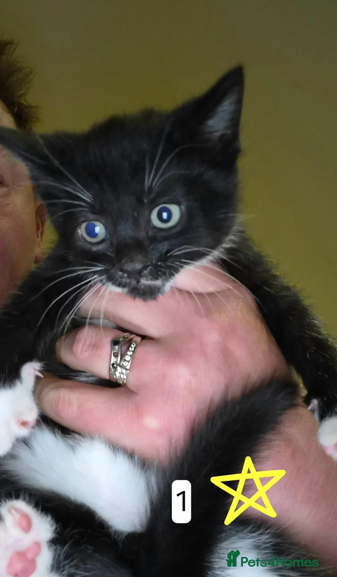 Mixed Breed cats for sale: Beautifully marked b/w kittens brought up in house - Advert 11