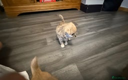 Mixed Breed dogs for sale: 3 puppy’s ready in Less than 4 weeks  - Image 14