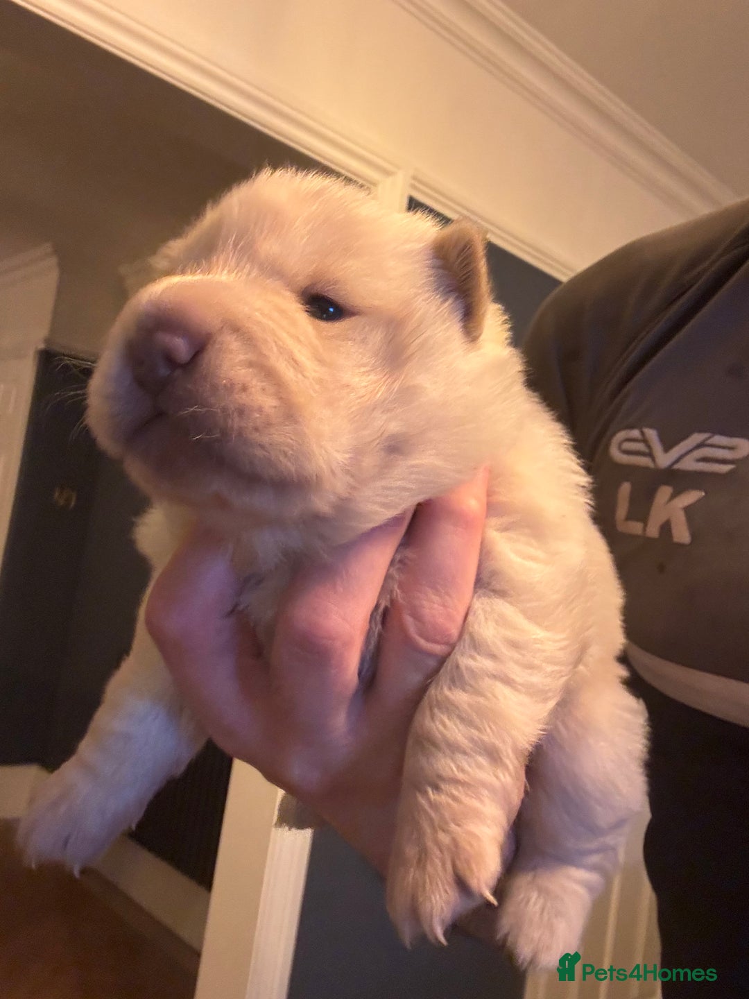 Shar Pei dogs for sale: 3  Gorgeous bears 🐻  - Advert 12