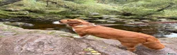 Mixed Breed dogs for sale: Border terrier X Patterdale terrier *Puppies due* - Advert 5