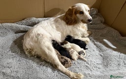 Cockapoo dogs for sale: Cockapoo puppies - Advert 10